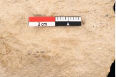 Foto (Detailansicht) von Plantae indet.  (NHMW-GEO-2024-0188-11507)